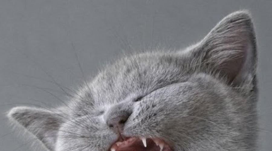 Кот простыл, чихает: что делать в домашних условиях, чем лечить, последствия