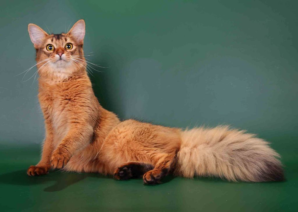 Описание сомалийской кошки с фото: внешний вид, характер, особенности ухода за животным