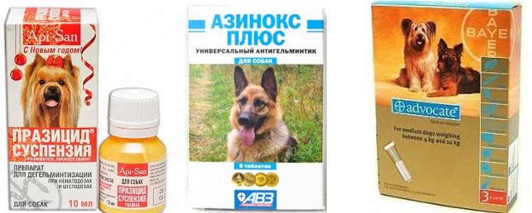 Дегельминтизация собак и кошек: всё, что нужно знать