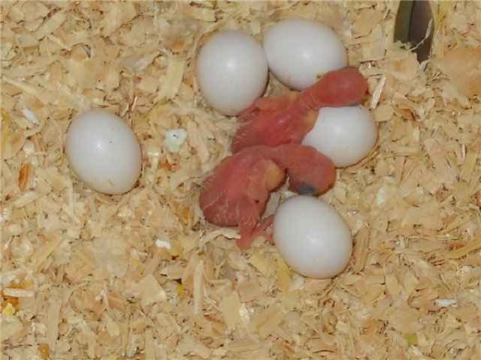 Волнистые попугаи и корелла сколько высиживают яйца волнистые попугаи? (home.animals.moikesha) : рассылка : subscribe.ru