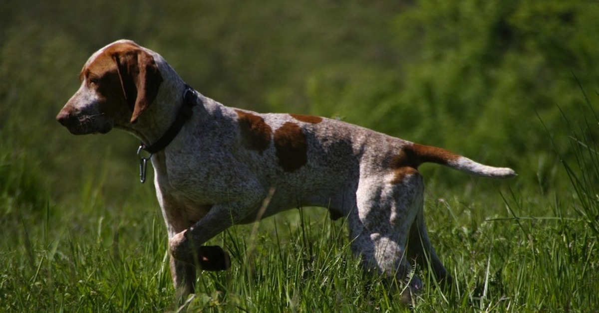Алано эспаньол, испанский бульдог — испанская бойцовая порода собак ⋆ собакапедия
