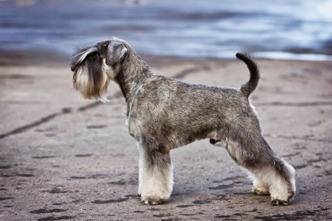 Описание породы ризеншнауцер, особенности характера этих собак