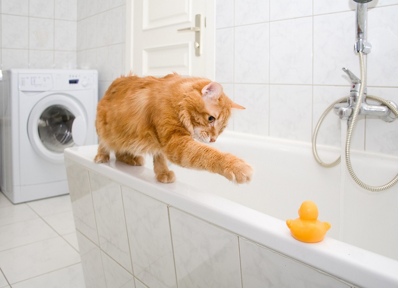 Почему кошки боятся воды? подробное описание, как правильно искупать и приучить кота к воде