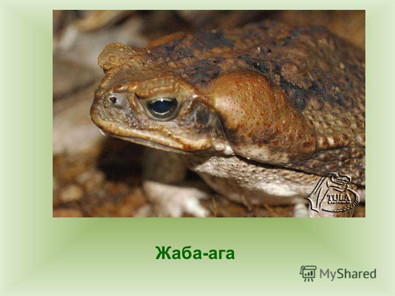 Жаба ага: фото, описание и образ жизни