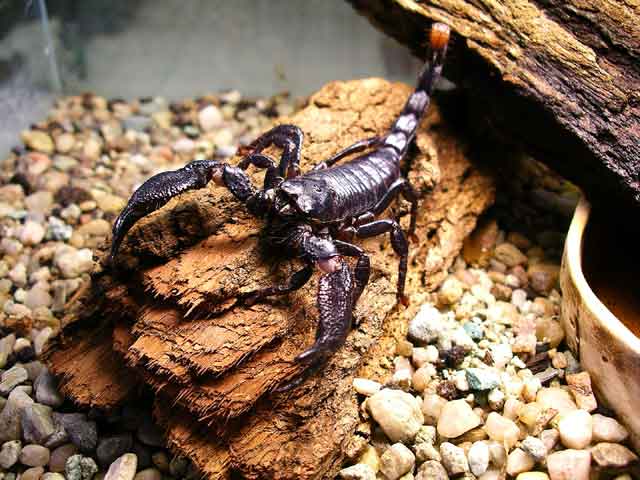 Императорские скорпионы: содержание в домашних условиях