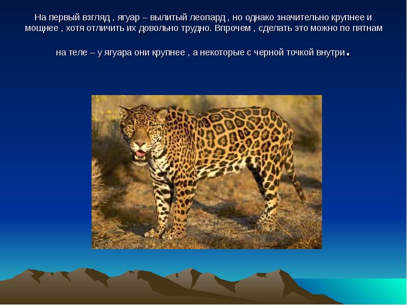 Ягуар — скорость бега. кто быстрее: гепард или ягуар? животное ягуар — фото