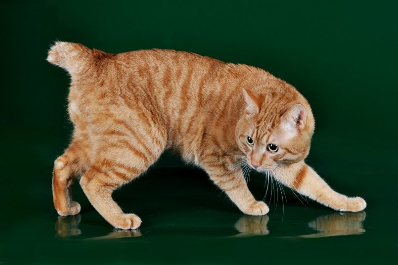 Кошки бобтейл: характеристика, окрасы и уход