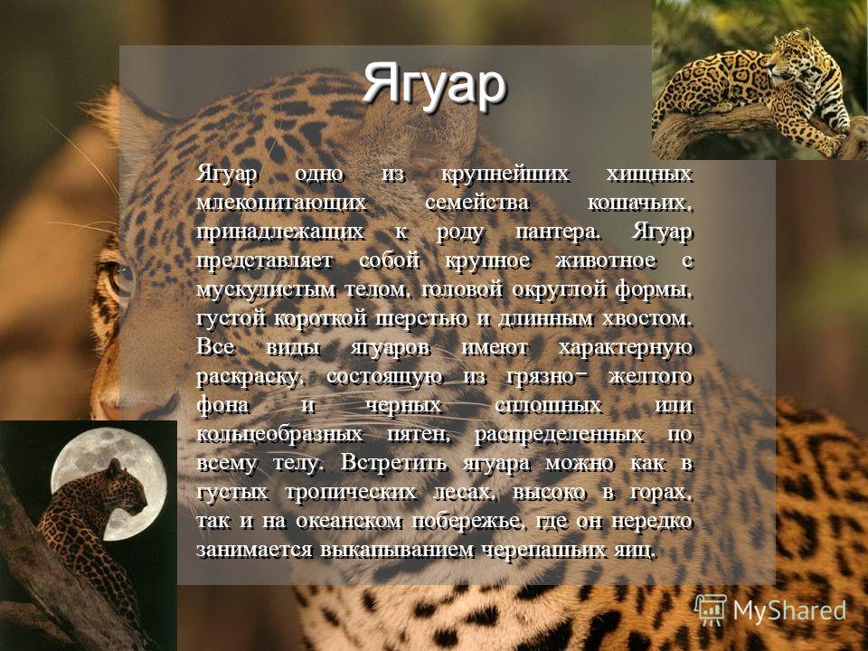 Научный текст про ягуара. Ягуар красная книга. Доклад про ягуара. Хищники из семейства кошачьих. Ягуар интересные факты о животном.