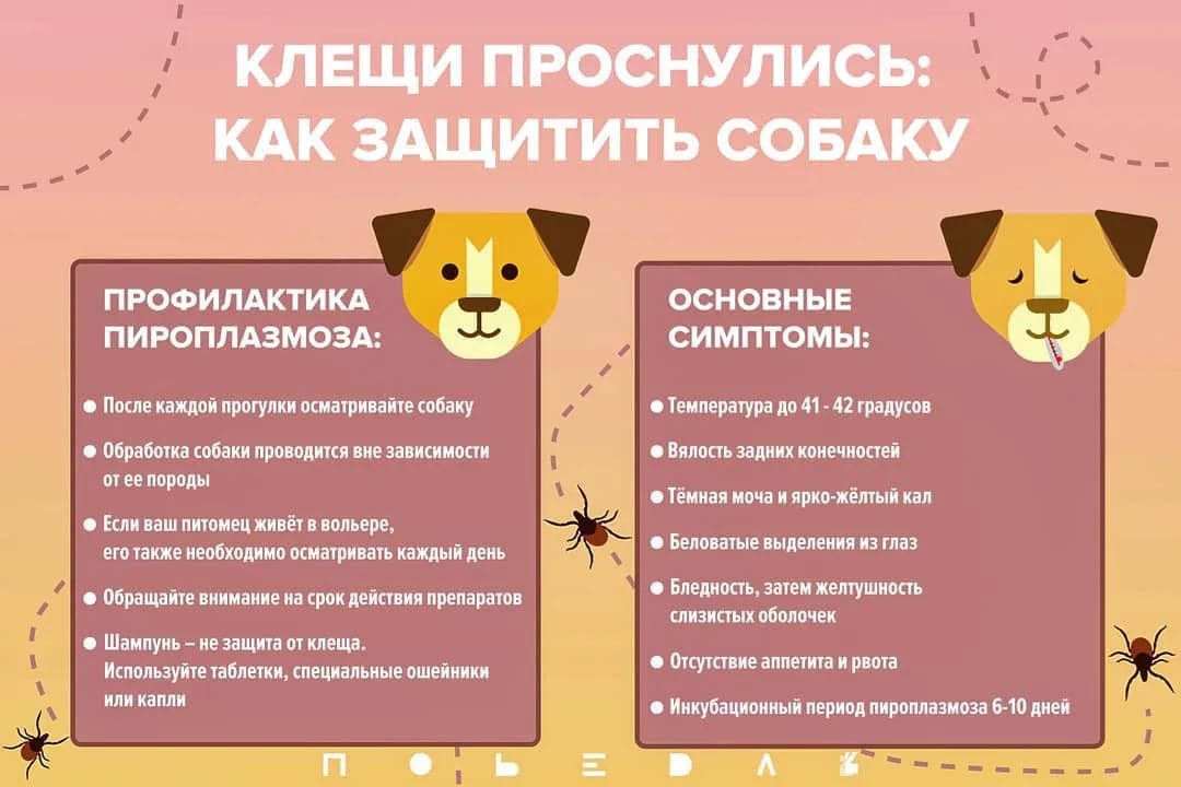 Правильное воспитание кошки: советы и рекомендации экспертов