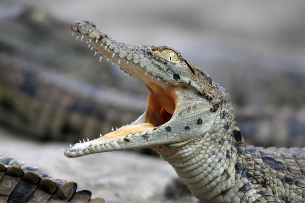Сколько стоит живой крокодил, и где его можно купить?