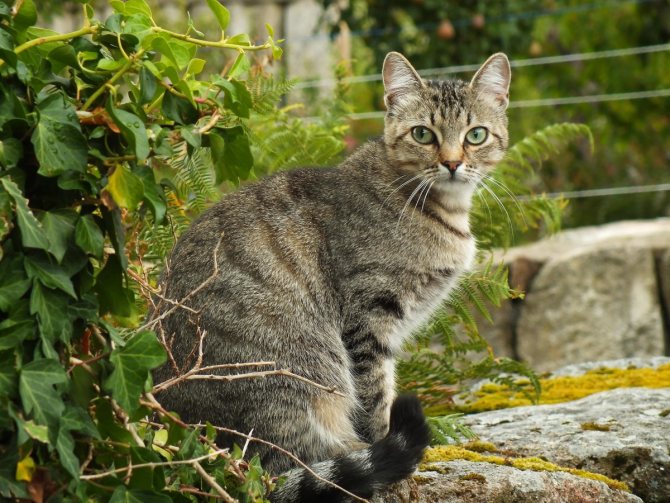 Дикая [европейская, лесная] кошка. лесной кот. дикий кот.дикая кошка. felis silvestris schreber = дикая [европейская, лесная] кошка