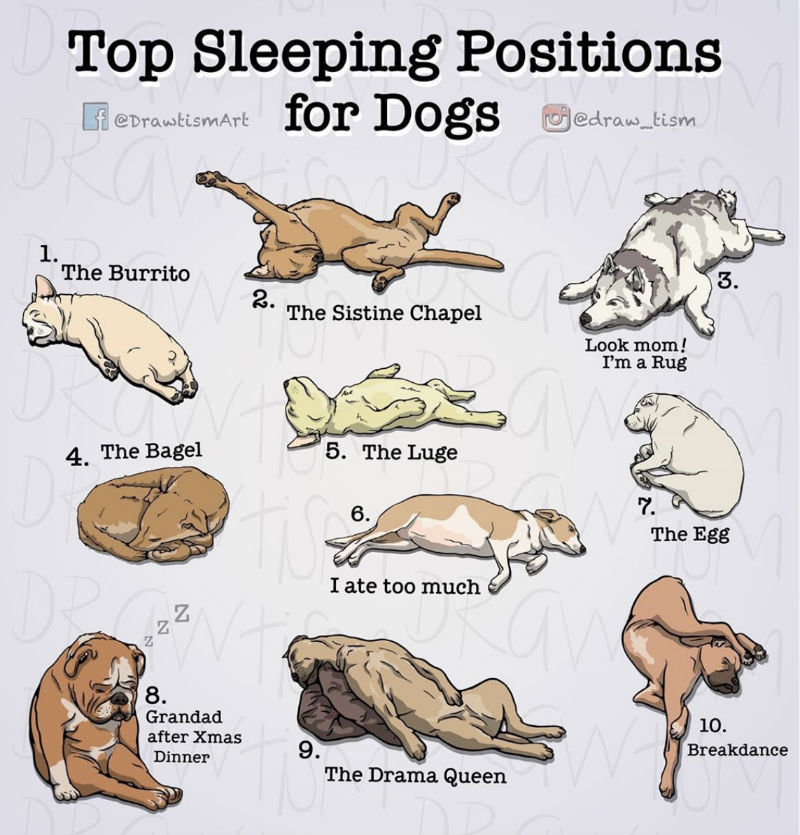 ᐉ как отучить собаку спать на вашей кровати - ➡ motildazoo.ru