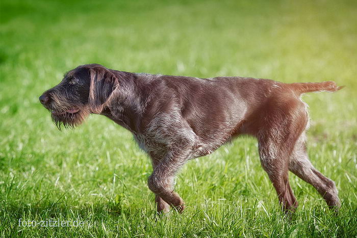 Дратхаар собака. описание, особенности, виды, цена и уход за породой дратхаар