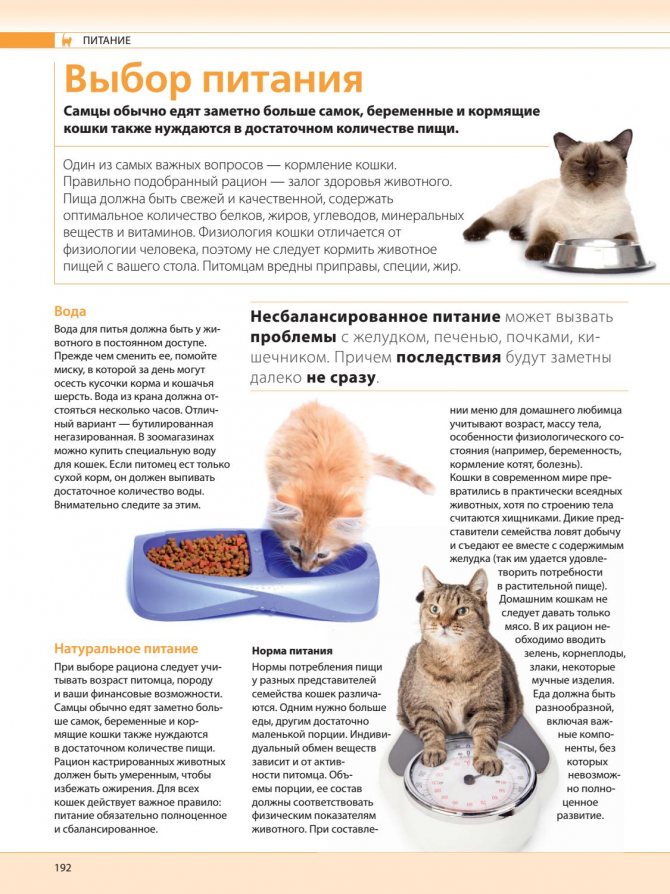 Как перевести котенка на сухой корм с “натуралки”: правила перевода кошки на готовое питание
