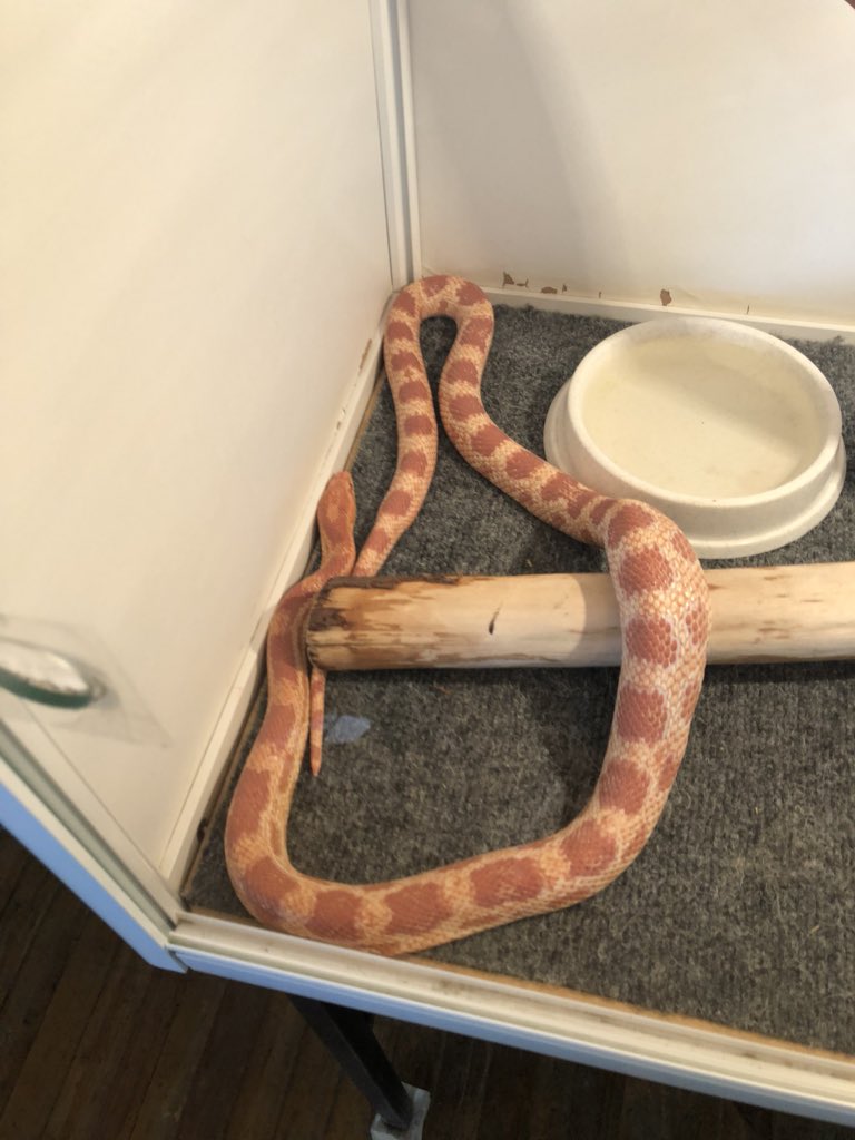 Как ухаживать за змеями в домашних условиях – дом для змей