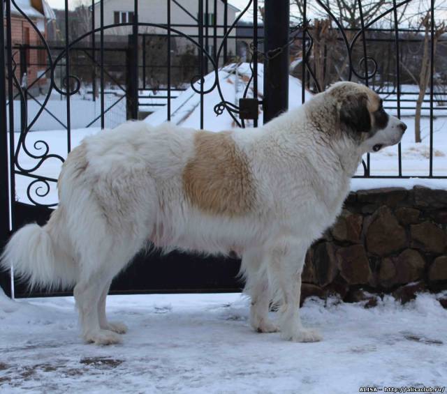 Пиренейская горная собака ???? фото, описание, характер, факты, плюсы, минусы собаки ✔