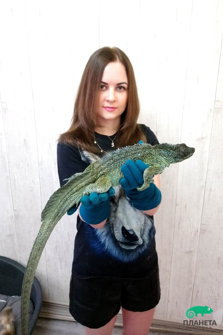 Лагерта