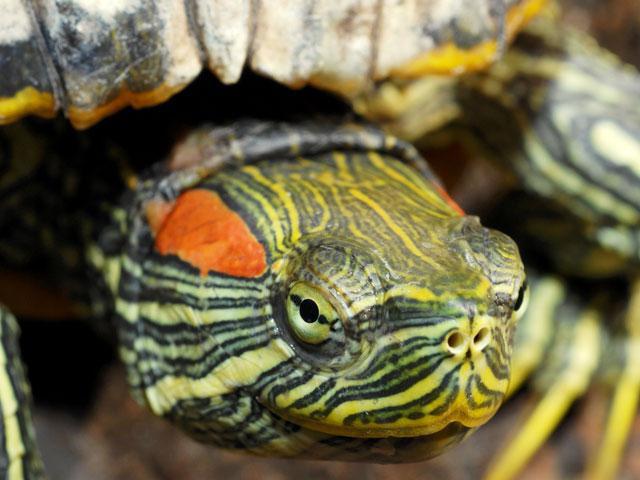 Болезни красноухих черепах: симптомы и способы лечения