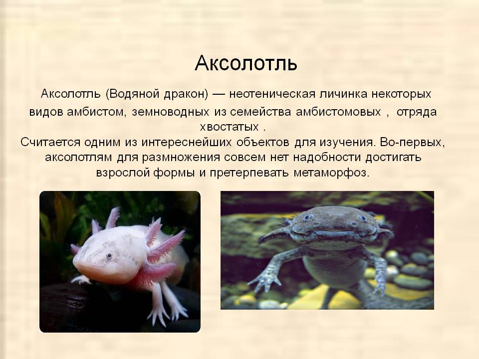 Аксолотль ???? (axolotl, ambystoma mexicanum): содержание, виды , совместимость, размножение, фото-видео обзор - aqa.wiki