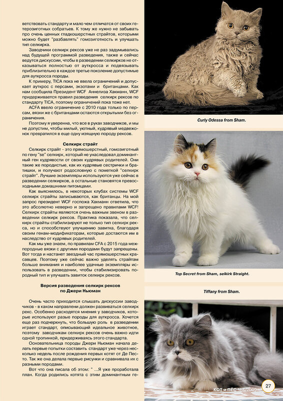 Нибелунг: все о кошке, фото, описание породы, характер, цена