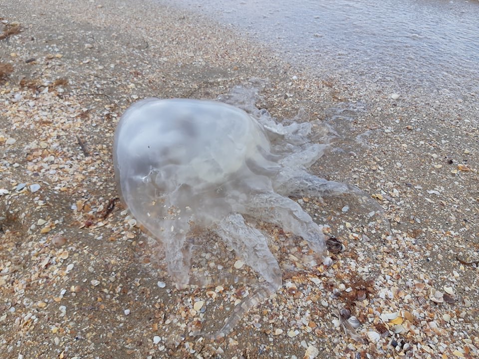 Медузы черного моря – полезные и немного опасные