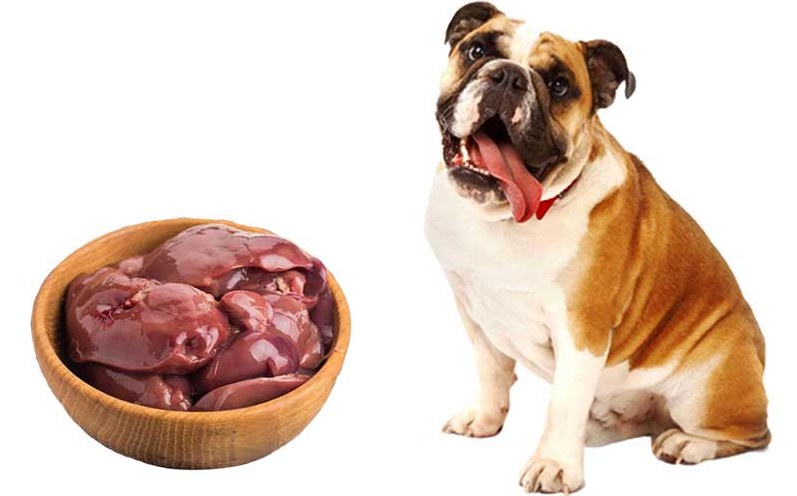 Мясо в рационе собак: положительные и негативные стороны