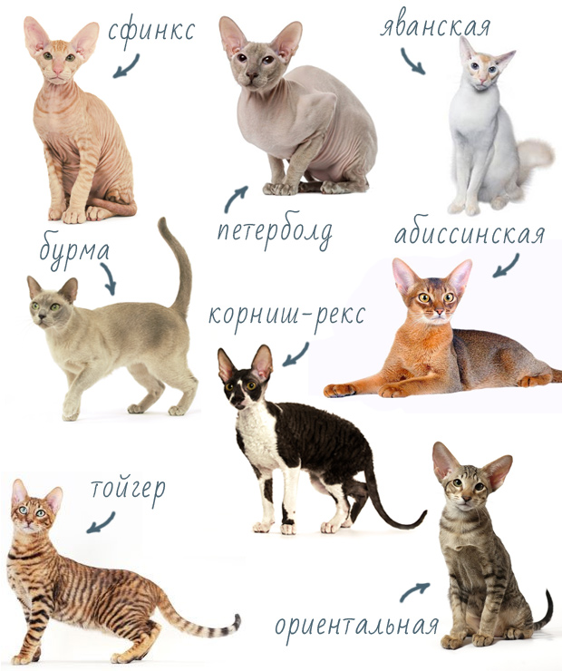 Гипоаллергенные породы кошек с фотографиями и названиями