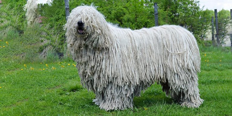 Командор (собака): венгерская порода овчарок