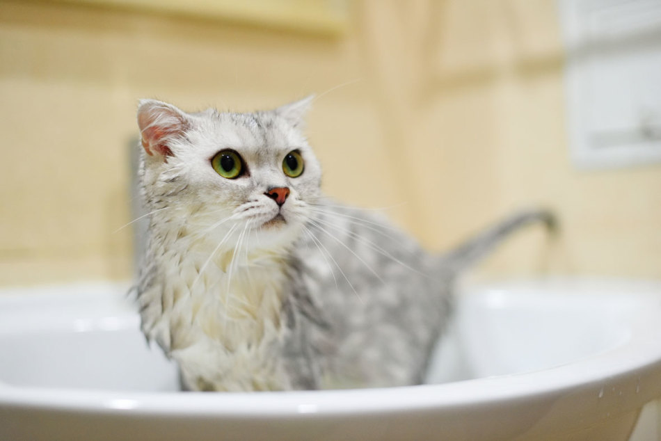 Породы кошек, которые любят плавать: интересные факты
