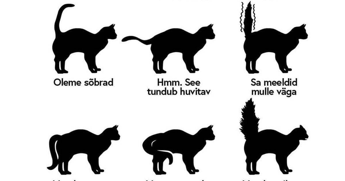 Почему кошка виляет хвостом, машет им в разные стороны или просто шевелит, что это значит?