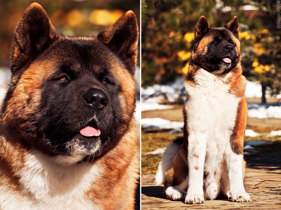 Американская акита: характеристика породы и условия содержания собак