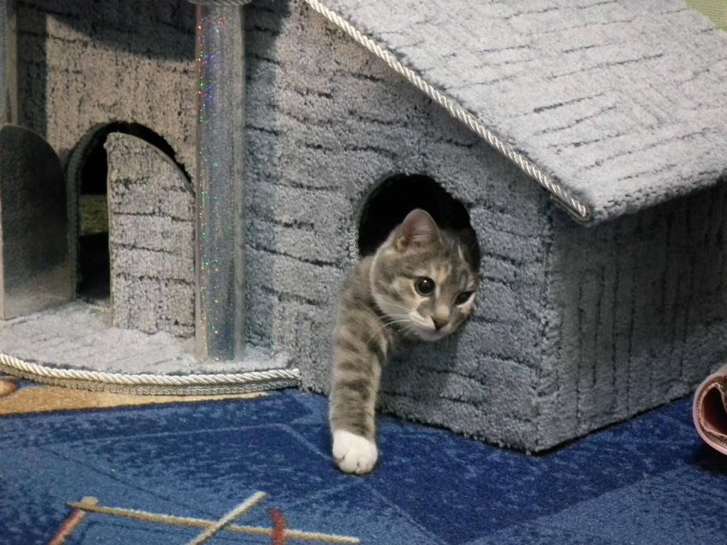 Домик для кошки: как выбрать и сделать кошачий дом и гамак, например, из коробок, как приучить кота к ним, полезные фото и видео