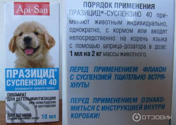 Как правильно глистогонить собаку перед прививкой