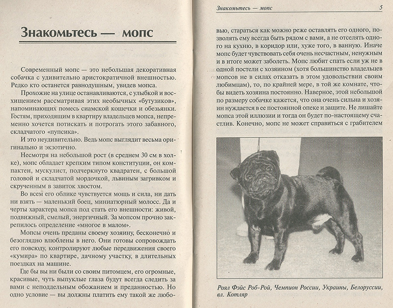 Порода собак мопс: характеристика породы, уход и кормление, щенки, стандарты