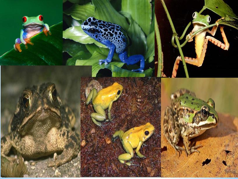 Древесная лягушка. описание, особенности, виды, образ жизни и среда обитания древесных лягушек