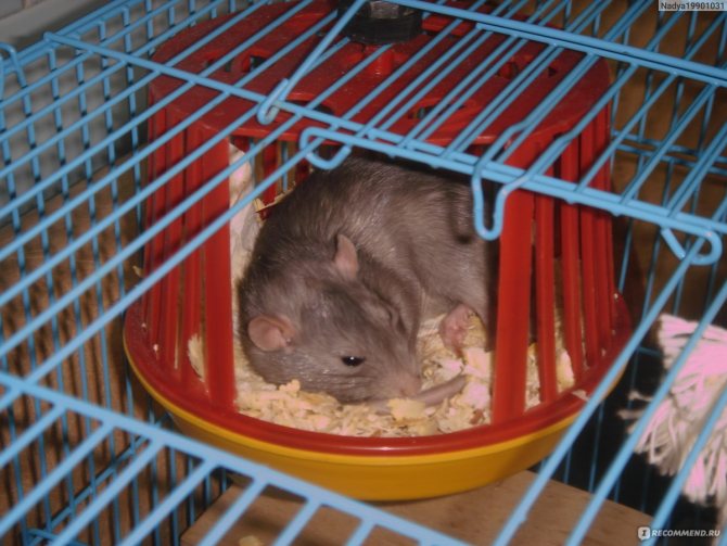 Правильное содержание декоративных крыс дома