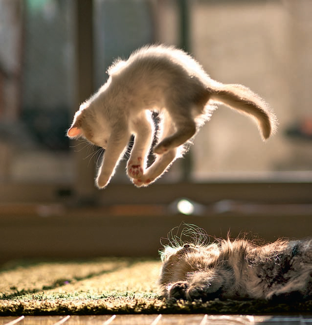 Кошачья акробатика: почему котейки всегда приземляются на лапы