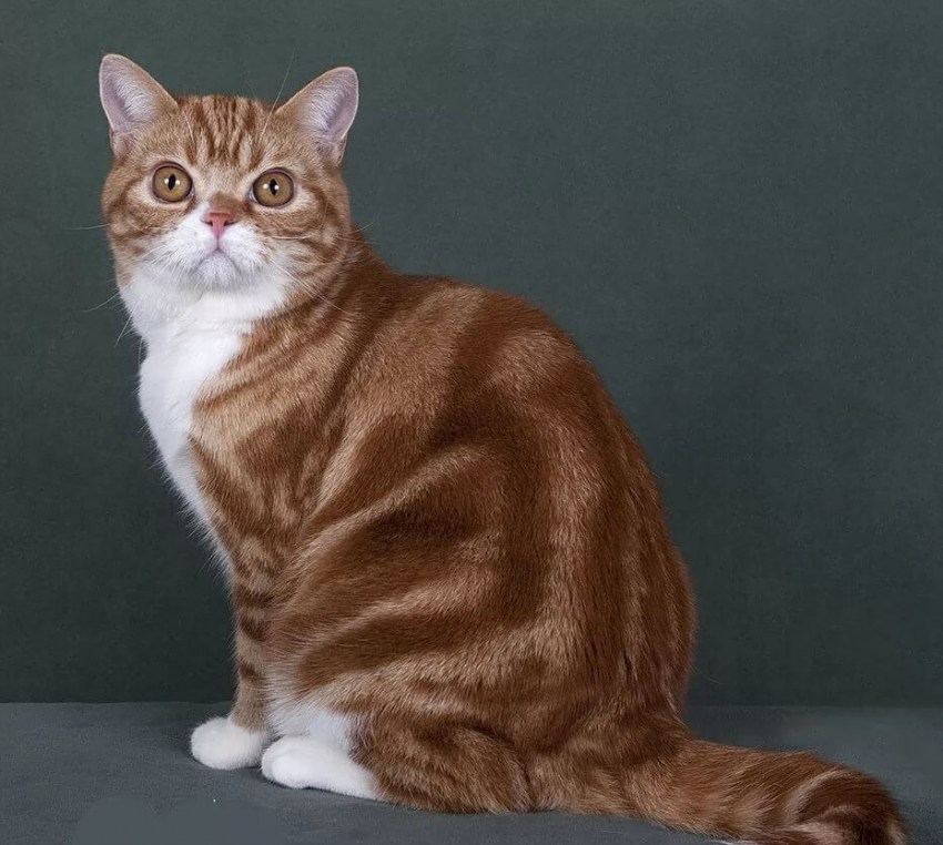 Американская короткошерстная кошка: описание породы, ее характер и уход, питание (100 фото)
