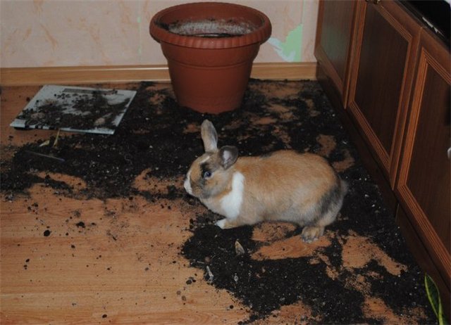 Почему домашние кролики плохо пахнут