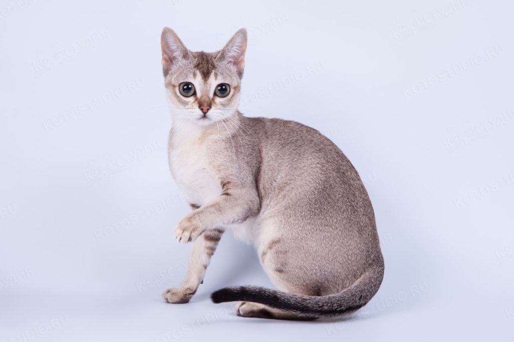 Самая маленькая кошка в мире – рейтинг карликовых миниатюрных пород