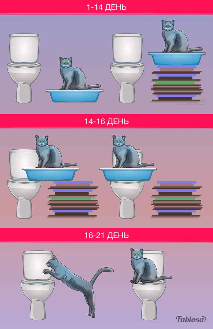 Как приучить кота к унитазу – pet-mir.ru