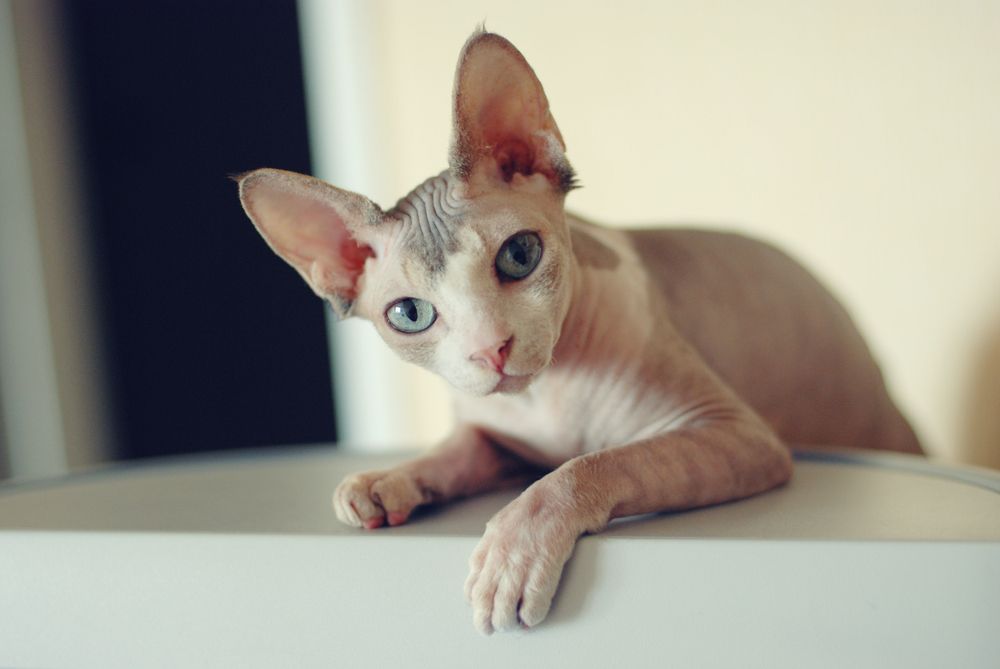 Какие породы кошек считаются самыми гипоаллергенными?