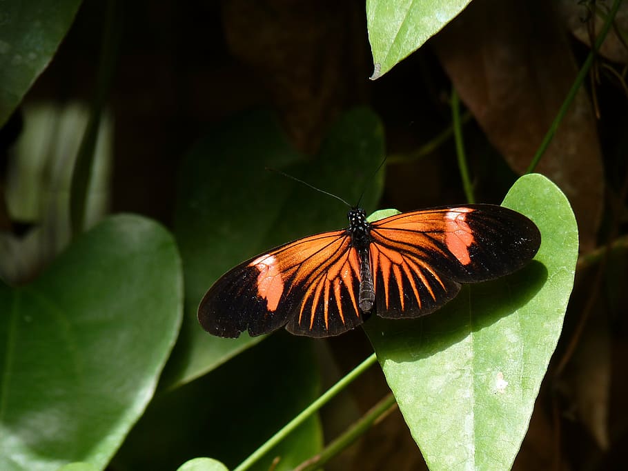 Сколько живут экзотические бабочки. сколько живут бабочки: продолжительность жизни всех циклов