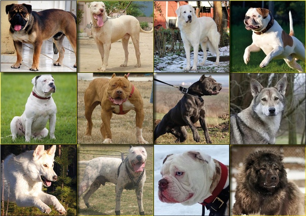 Топ 25 самые лучшие породы собак (рейтинг 2021)