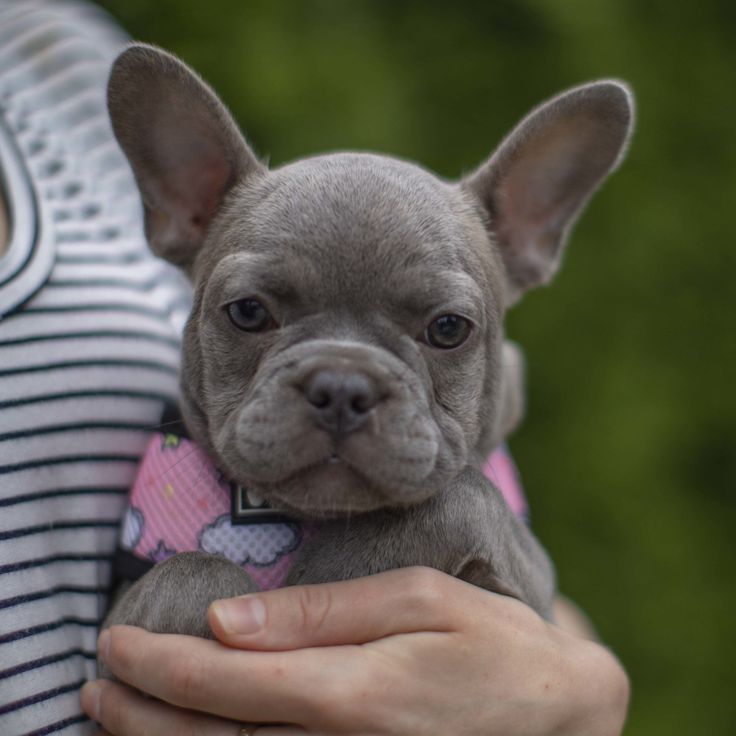 ᐉ выбираем подходящую кличку для щенка французского бульдога - ➡ motildazoo.ru