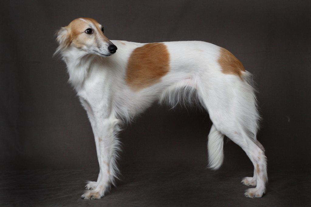 Бладхаунд собака: описание породы, характер, уход, фото