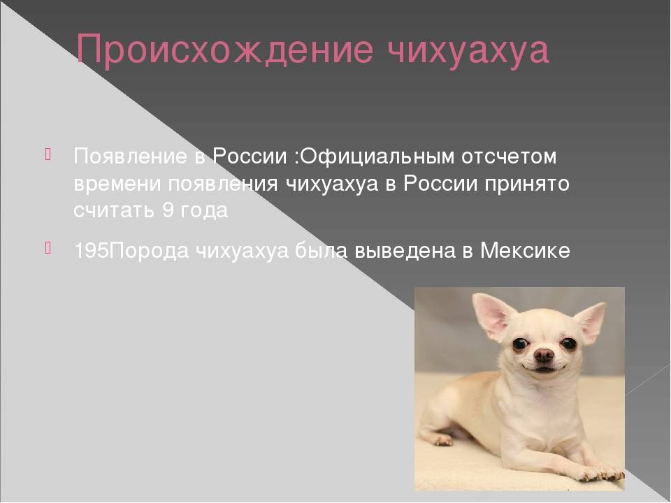 Собака чихуахуа: описание породы, видео и фото, характер, уход и содержание