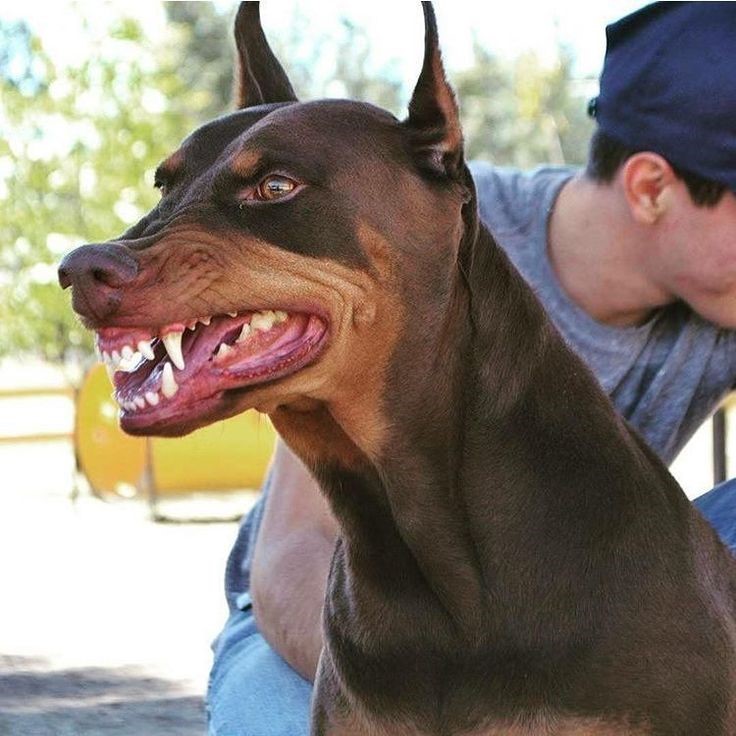ᐉ у какой породы собак самые сильные челюсти? - zoomanji.ru