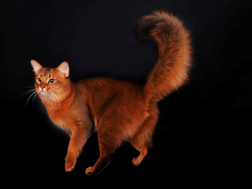 Сомалийская кошка — лисёнок, умеющий говорить: «мяу!»
