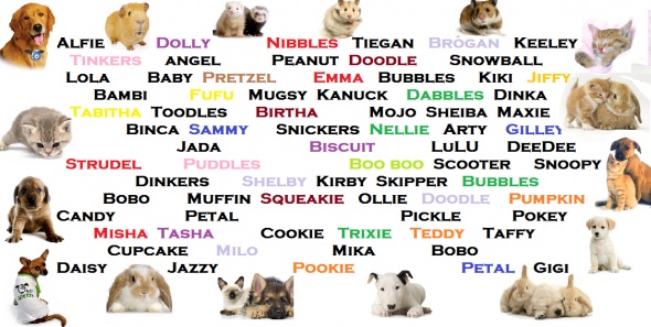 Названия кличек животных. Имена для собак девочек. Красивые имена для собак девочек. Клички животных собак девочек. Имена клички собак мальчиков.